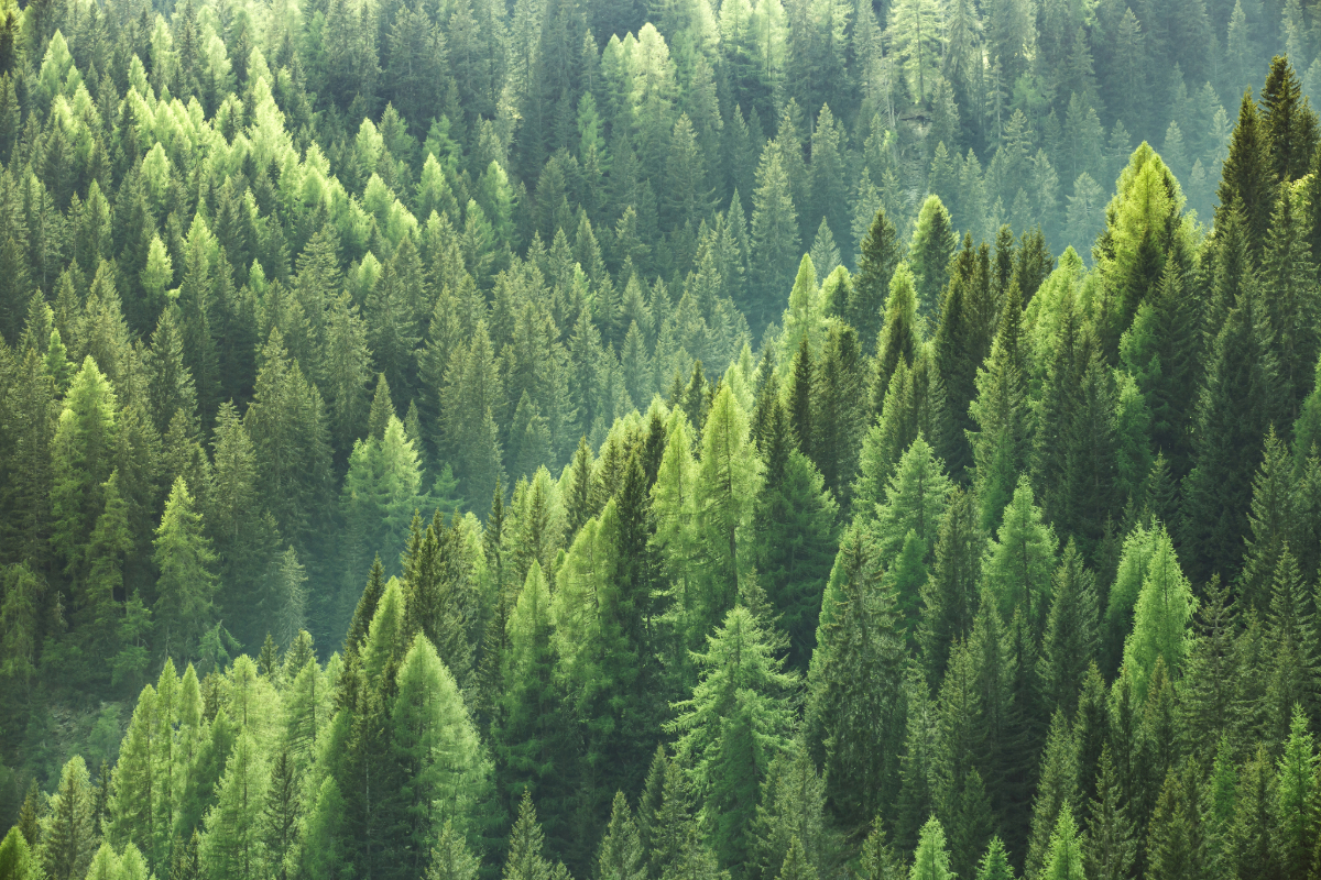 The Power of Evergreen Content: 5 Reasons It's a Brand's Best Friend